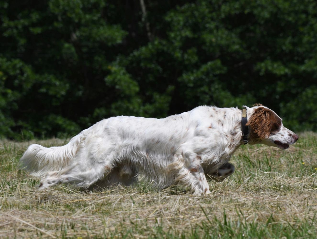 Llewellin setter hot sale breeders